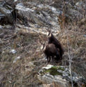 <center>
Cette scène se passe sur une pente<br>
herbeuse d'où la neige a disparu. accouplement,chamois,rut alpes 